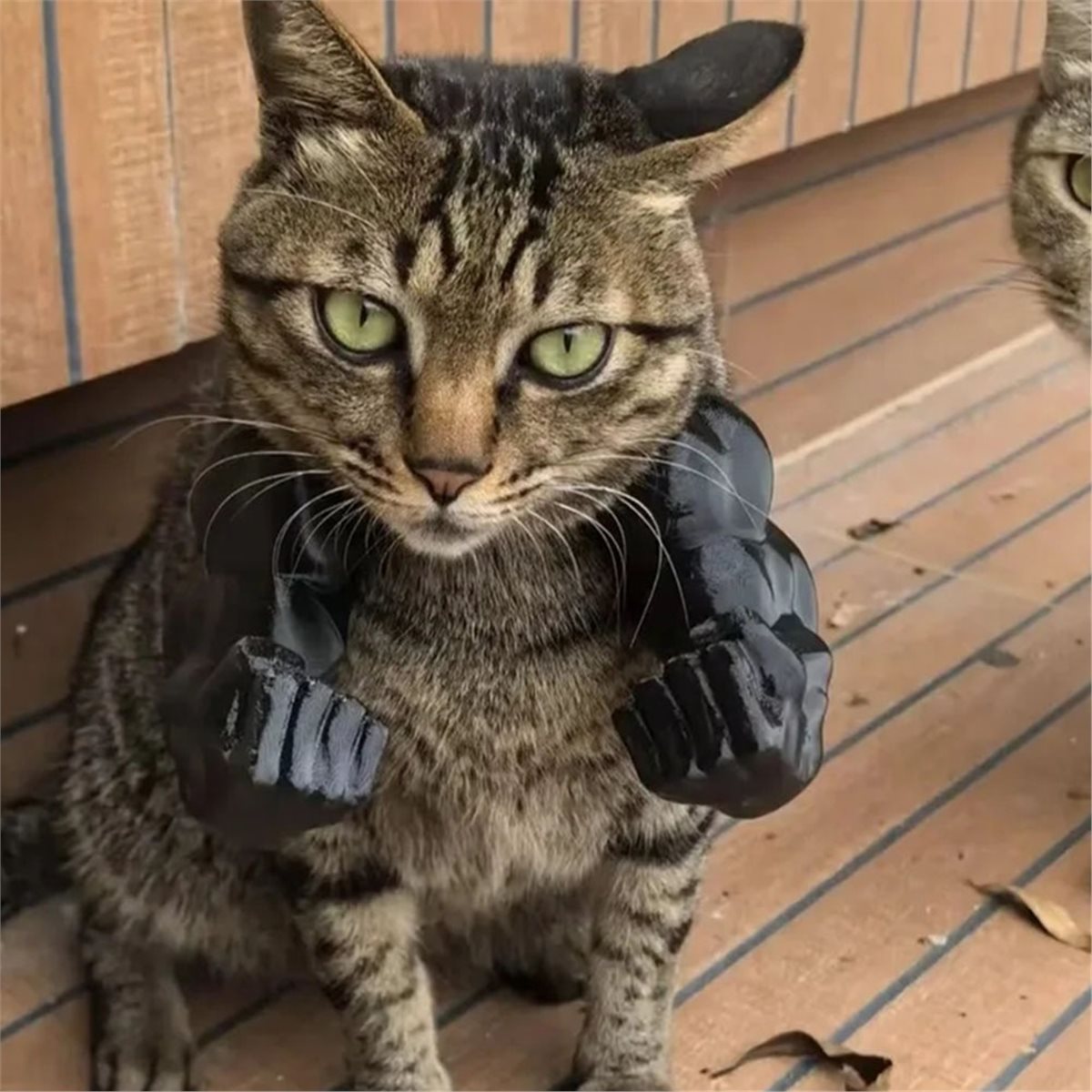 จี้แขนกล้ามเนื้อแมวใหม่ ชุดคู่ - Cat Toys บทวิจารณ์และราคา
